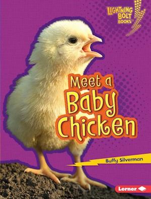 Meet a Baby Chicken