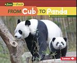 From Cub to Panda