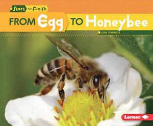 From Egg to Honeybee