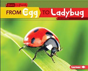 From Egg to Ladybug