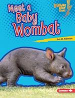 Meet a Baby Wombat