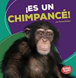 ¡es Un Chimpancé! (It's a Chimpanzee!)
