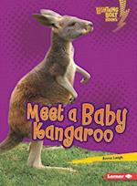 Meet a Baby Kangaroo