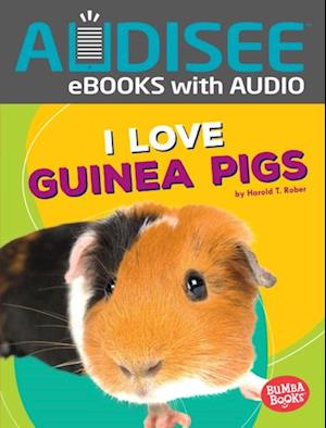 I Love Guinea Pigs