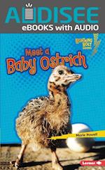 Meet a Baby Ostrich