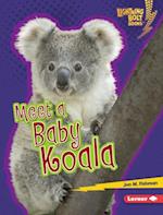 Meet a Baby Koala