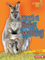 Meet a Baby Wallaby