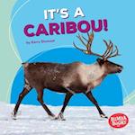 It's a Caribou!