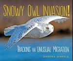 Snowy Owl Invasion!