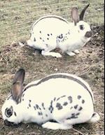 Rabbit and Cavy Culture