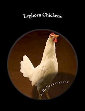 Leghorn Chickens