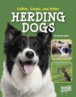 Collies, Corgies, and Other Herding Dogs