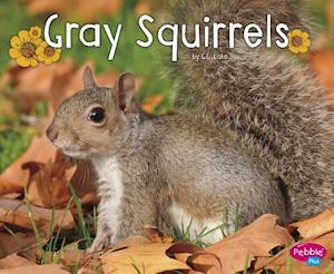 Gray Squirrels