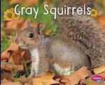 Gray Squirrels