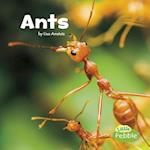 Ants (Little Critters)