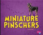 Miniature Pinschers