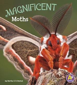 Magnificent Moths