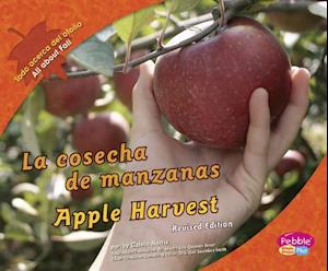 Cosecha de Manzanas/Apple Harvest