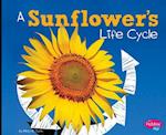 A Sunflower's Life Cycle