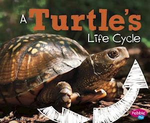 A Turtle's Life Cycle