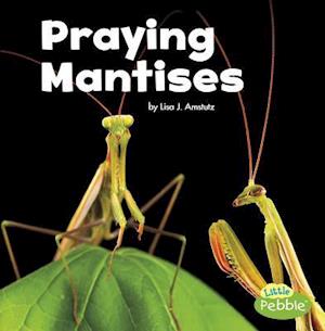 Praying Mantises