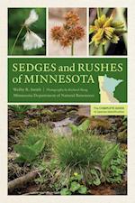 Sedges and Rushes of Minnesota