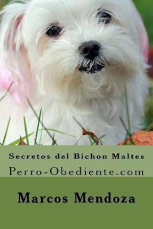 Secretos del Bichon Maltes