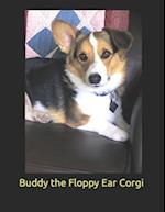 Buddy The Floppy Ear Corgi 