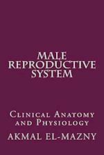 Male Reproductive System: Clinical Anatomy and Physiology 