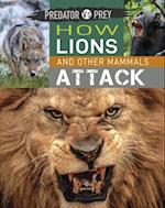Predator vs Prey: How Lions and other Mammals Attack