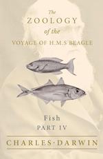 Fish - Part IV -  The Zoology of the Voyage of H.M.S Beagle