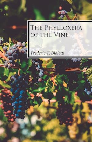 The Phylloxera of the Vine