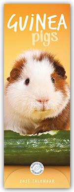 Guniea Pigs - Meerschweinchen 2025 - Slimline-Kalender