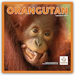 Orangutan - Orang-Utan 2025 - Wand-Kalender