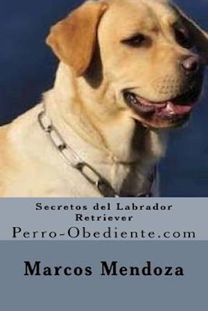 Secretos del Labrador Retriever