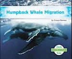 Humpback Whale Migration