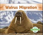 Walrus Migration