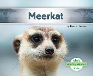 Meerkat