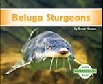Beluga Sturgeons