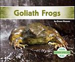 Goliath Frogs