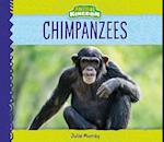 Chimpanzees