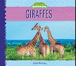 Giraffes