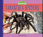 Tarantula Spiders