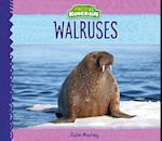 Walruses