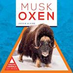 Musk Oxen