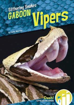 Gaboon Vipers