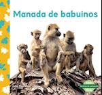 Manada de Babuinos (Baboon Troop)