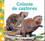 Colonia de Castores (Beaver Colony)