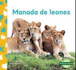 Manada de Leones (Lion Pride)