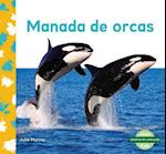 Manada de Orcas (Orca Whale Pod)